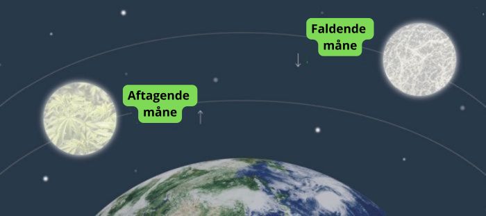 dyrkning af cannabis i harmoni med månens faser